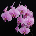 Phalaenopsis Calgary B S Phalaenopsis Calgary B S